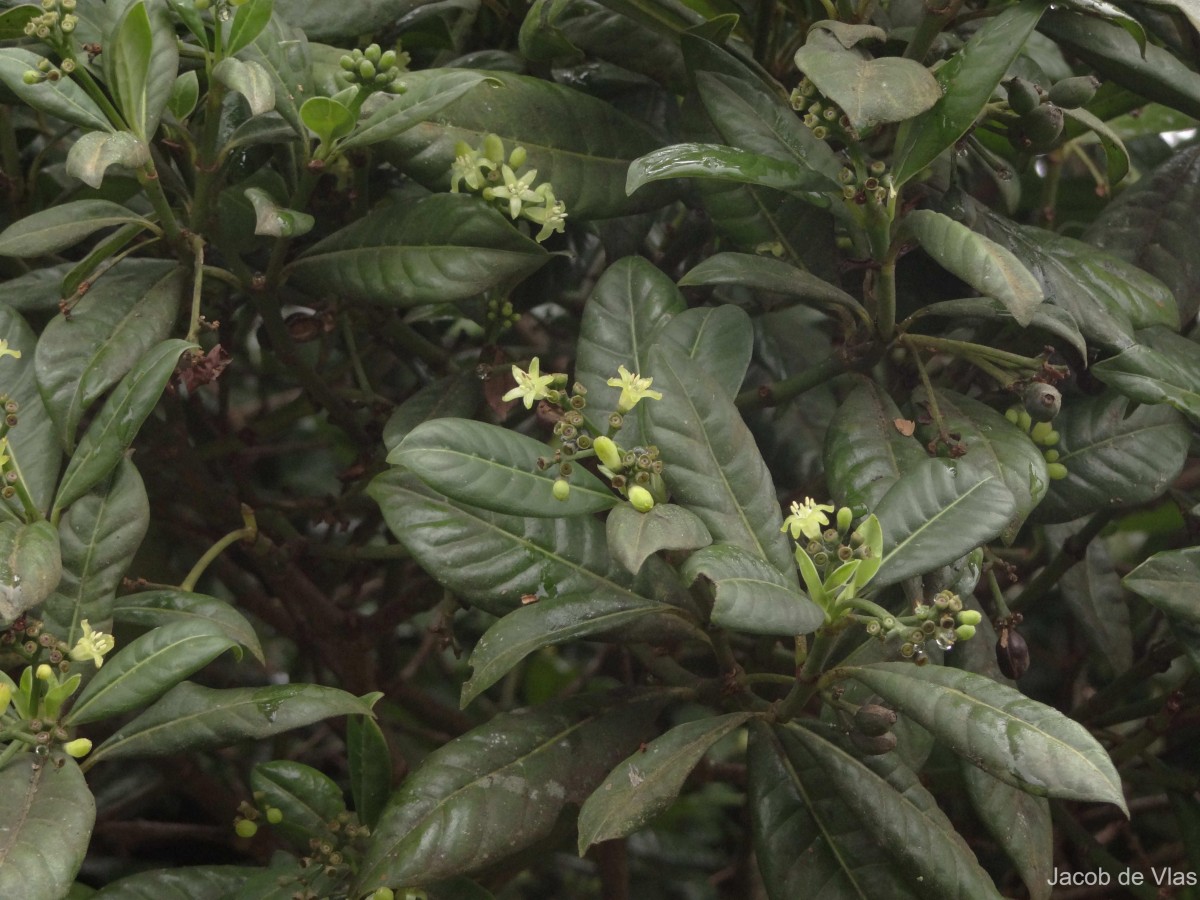 Psychotria zeylanica Sohmer